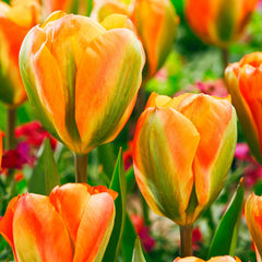 Orange Marmelade Tulip Bulbs Blooms Species Growing Bonsai Roots Rhizomes Corms Tubers Potted Planting Reblooming Fragrant Garden Flower Seeds Plant