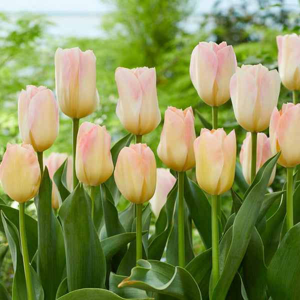 Canary Melon Tulip Bulbs Blooms Species Growing Bonsai Roots Rhizomes Corms Tubers Potted Planting Reblooming Fragrant Garden Flower Seeds Plant