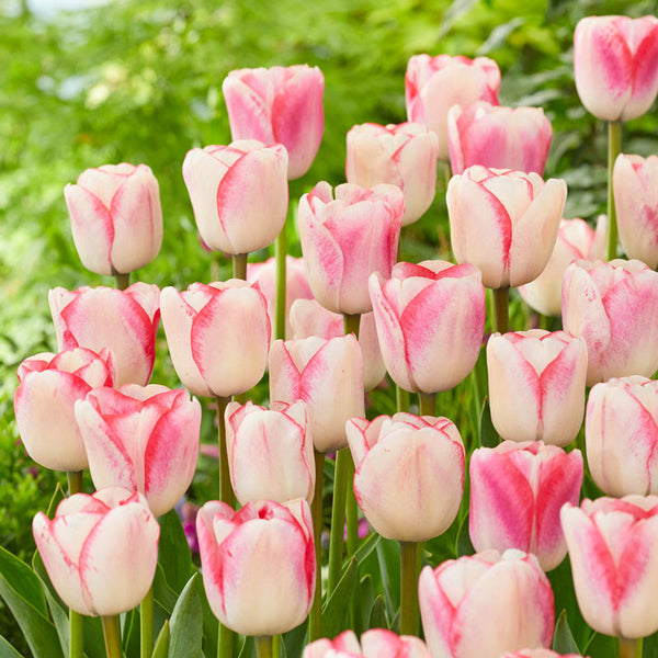 Peppermint Candy Tulip Bulbs Blooms Species Growing Bonsai Roots Rhizomes Corms Tubers Potted Planting Reblooming Fragrant Garden Flower Seeds Plant