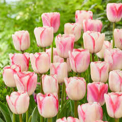 Peppermint Candy Tulip Bulbs Blooms Species Growing Bonsai Roots Rhizomes Corms Tubers Potted Planting Reblooming Fragrant Garden Flower Seeds Plant