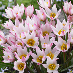 Hilde Tulip Bulbs Blooms Species Growing Bonsai Roots Rhizomes Corms Tubers Potted Planting Reblooming Fragrant Garden Flower Seeds Plant