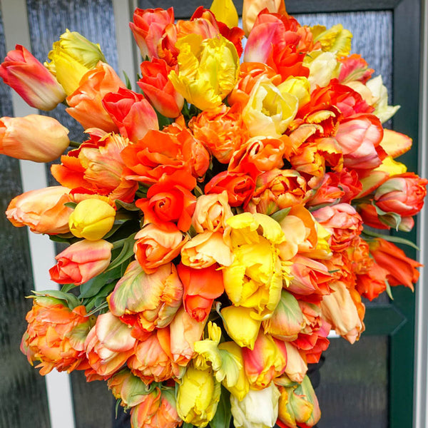 Party Punch Tulip Mixture Bulbs Blooms Species Growing Bonsai Roots Rhizomes Corms Tubers Potted Planting Reblooming Fragrant Garden Flower Seeds Plant