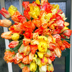 Party Punch Tulip Mixture Bulbs Blooms Species Growing Bonsai Roots Rhizomes Corms Tubers Potted Planting Reblooming Fragrant Garden Flower Seeds Plant - Seedsplant