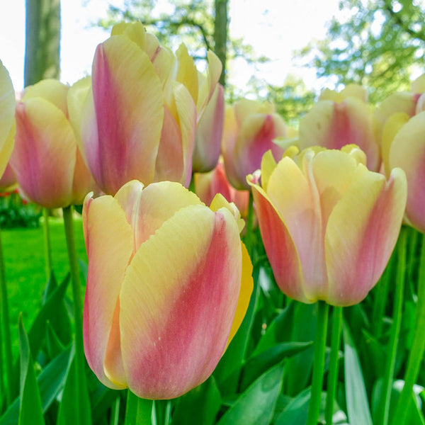 Coral Pride Tulip Bulbs Blooms Species Growing Bonsai Roots Rhizomes Corms Tubers Potted Planting Reblooming Fragrant Garden Flower Seeds Plant