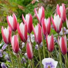 Peppermint Stick Tulip Bulbs Blooms Species Growing Bonsai Roots Rhizomes Corms Tubers Potted Planting Reblooming Fragrant Garden Flower Seeds Plant