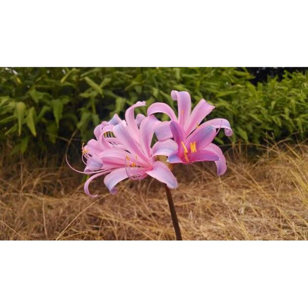 Sprengeri Lycoris Spider Lilies Bulbs Radiata Hurricane Lily Cluster Amayllis Growing Bonsai Roots Rhizomes Corms Tubers Potted Planting Reblooming Fragrant Garden Species Blooms Flower Seeds Plant Gardening