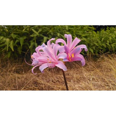 Sprengeri Lycoris Spider Lilies Bulbs Radiata Hurricane Lily Cluster Amayllis Growing Bonsai Roots Rhizomes Corms Tubers Potted Planting Reblooming Fragrant Garden Species Blooms Flower Seeds Plant Gardening