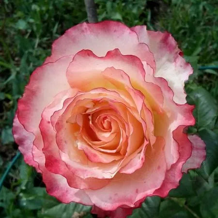 Duet Rose Seedlings Flower Seeds Perennial Growing Bonsai Corms Tubers Potted Planting Reblooming Fragrant Garden Roots Rhizomes Species Blooms Plant Bulbs Gardening Tree