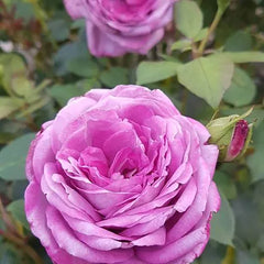 Pink River Rose Seedlings Flower Seeds Perennial Growing Bonsai Corms Tubers Potted Planting Reblooming Fragrant Garden Roots Rhizomes Species Blooms Plant Bulbs Gardening Tree