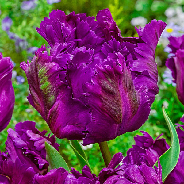 Negrita Parrot Tulip Bulbs Blooms Species Growing Bonsai Roots Rhizomes Corms Tubers Potted Planting Reblooming Fragrant Garden Flower Seeds Plant
