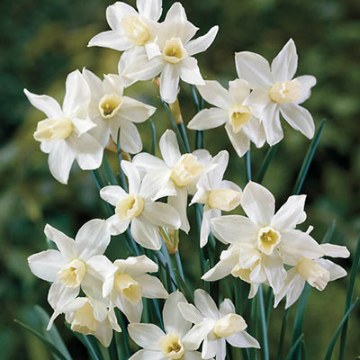 Multi-Flowering Dwarf Daffodil Toto Narcissus Bulbs Blooms Species Growing Bonsai Roots Rhizomes Corms Tubers Potted Planting Reblooming Fragrant Garden Flower Seeds Plant