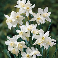 Multi-Flowering Dwarf Daffodil Toto Narcissus Bulbs Blooms Species Growing Bonsai Roots Rhizomes Corms Tubers Potted Planting Reblooming Fragrant Garden Flower Seeds Plant