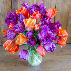 Mango-Blueberry Tart Tulip Mixture Bulbs Blooms Species Growing Bonsai Roots Rhizomes Corms Tubers Potted Planting Reblooming Fragrant Garden Flower Seeds Plant