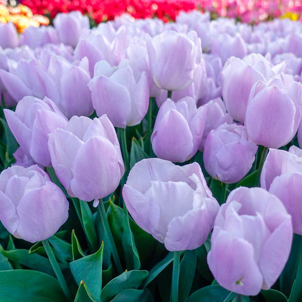 Candy Prince Tulip Bulbs Blooms Species Growing Bonsai Roots Rhizomes Corms Tubers Potted Planting Reblooming Fragrant Garden Flower Seeds Plant