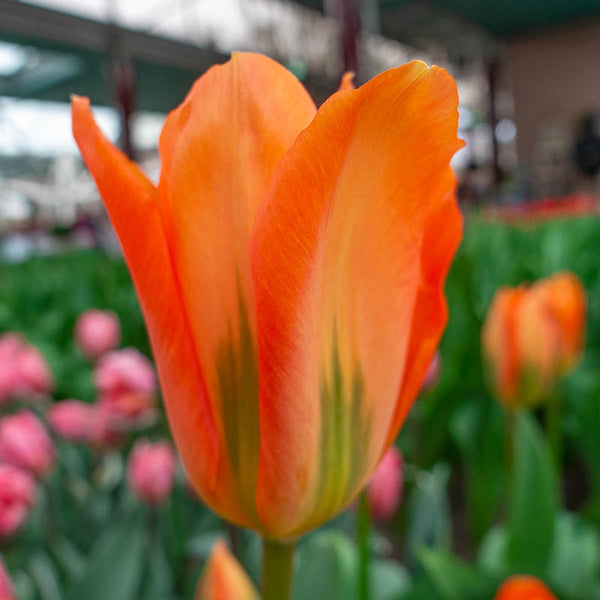 Orange Brilliant Tulip Bulbs Blooms Species Growing Bonsai Roots Rhizomes Corms Tubers Potted Planting Reblooming Fragrant Garden Flower Seeds Plant