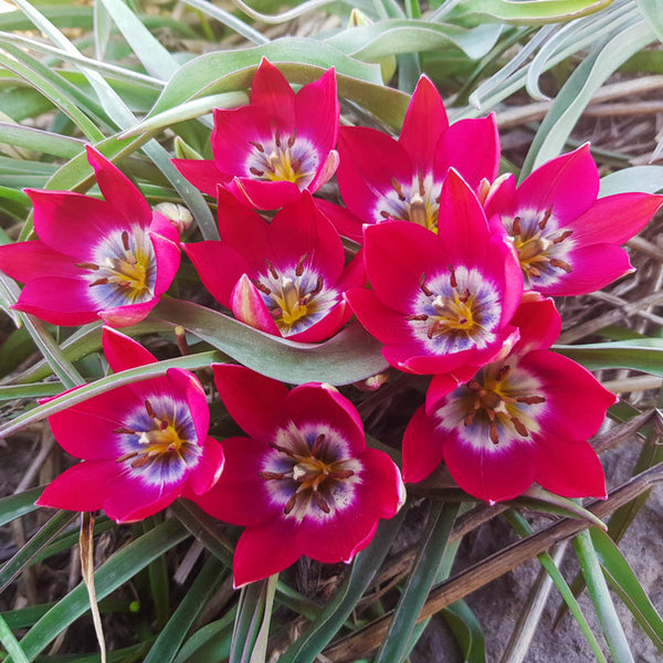 Tiny Timo Tulip Bulbs Blooms Species Growing Bonsai Roots Rhizomes Corms Tubers Potted Planting Reblooming Fragrant Garden Flower Seeds Plant