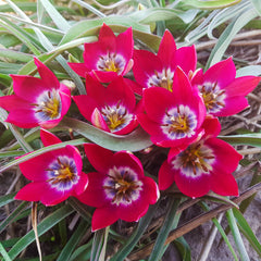 Tiny Timo Tulip Bulbs Blooms Species Growing Bonsai Roots Rhizomes Corms Tubers Potted Planting Reblooming Fragrant Garden Flower Seeds Plant
