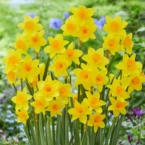 Garden Opera Daffodil Mixture Narcissus Bulbs Blooms Species Growing Bonsai Roots Rhizomes Corms Tubers Potted Planting Reblooming Fragrant Garden Flower Seeds Plant