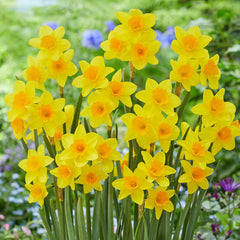 Garden Opera Daffodil Mixture Narcissus Bulbs Blooms Species Growing Bonsai Roots Rhizomes Corms Tubers Potted Planting Reblooming Fragrant Garden Flower Seeds Plant