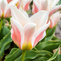 Temple of Beauty Tulip Bulbs Blooms Species Growing Bonsai Roots Rhizomes Corms Tubers Potted Planting Reblooming Fragrant Garden Flower Seeds Plant - Seedsplant