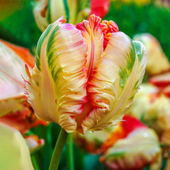Blushing Parrot Tulip Bulbs Blooms Species Growing Bonsai Roots Rhizomes Corms Tubers Potted Planting Reblooming Fragrant Garden Flower Seeds Plant