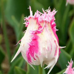 Drakensteyn Tulip Bulbs Blooms Species Growing Bonsai Roots Rhizomes Corms Tubers Potted Planting Reblooming Fragrant Garden Flower Seeds Plant - Seedsplant