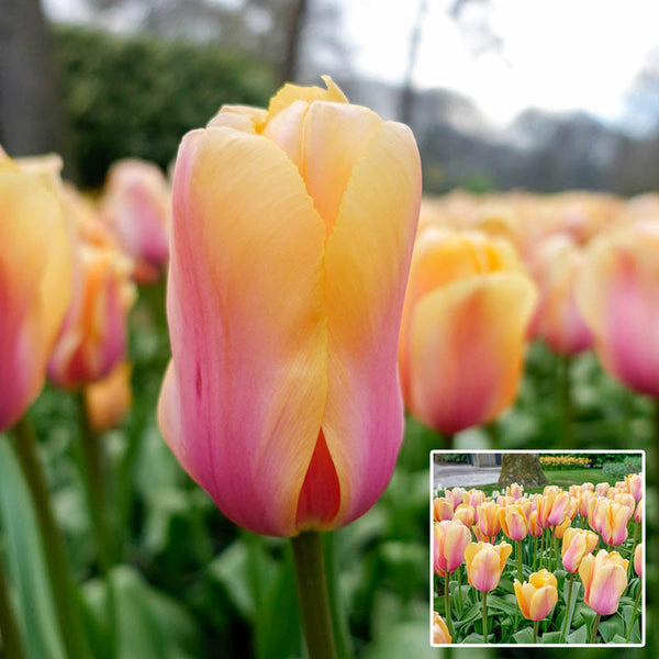 Blushing Impression Tulip Bulbs Blooms Species Growing Bonsai Roots Rhizomes Corms Tubers Potted Planting Reblooming Fragrant Garden Flower Seeds Plant