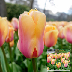 Blushing Impression Tulip Bulbs Blooms Species Growing Bonsai Roots Rhizomes Corms Tubers Potted Planting Reblooming Fragrant Garden Flower Seeds Plant