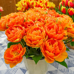 Orange Princess Tulip Bulbs Blooms Species Growing Bonsai Roots Rhizomes Corms Tubers Potted Planting Reblooming Fragrant Garden Flower Seeds Plant