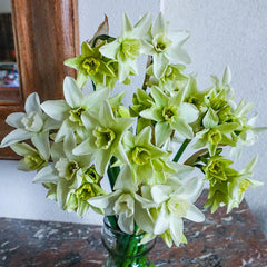 Polar Hunter Daffodil Narcissus Bulbs Blooms Species Growing Bonsai Roots Rhizomes Corms Tubers Potted Planting Reblooming Fragrant Garden Flower Seeds Plant