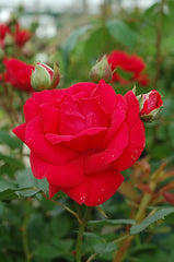 Blaze Climbing Rose Seedlings Flower Seeds Perennial Growing Bonsai Corms Tubers Potted Planting Reblooming Fragrant Garden Roots Rhizomes Species Blooms Plant Bulbs Gardening Tree