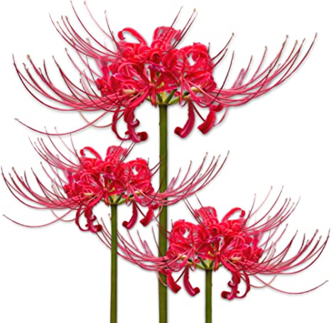 Healthy Red Lycoris Spider Lilies Bulbs Radiata Hurricane Lily Cluster Amayllis Growing Bonsai Roots Rhizomes Corms Tubers Potted Planting Reblooming Fragrant Garden Species Blooms Flower Seeds Plant Gardening