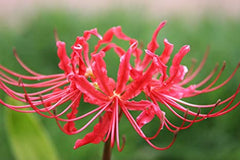 Perfect Lycoris Spider Lilies Bulbs Radiata Hurricane Lily Cluster Amayllis Growing Bonsai Roots Rhizomes Corms Tubers Potted Planting Reblooming Fragrant Garden Species Blooms Flower Seeds Plant Gardening