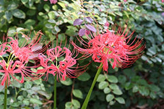 Perfect Lycoris Spider Lilies Bulbs Radiata Hurricane Lily Cluster Amayllis Growing Bonsai Roots Rhizomes Corms Tubers Potted Planting Reblooming Fragrant Garden Species Blooms Flower Seeds Plant Gardening