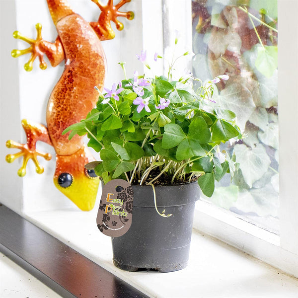 Love Oxalis Bulbs Wood Sorrel Shamrock Perennial Growing Bonsai Roots Rhizomes Corms Tubers Potted Planting Reblooming Fragrant Garden Species Blooms Flower Seeds Plant Gardening