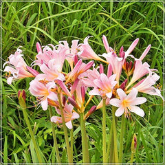 Magic Lycoris Spider Lilies Bulbs Radiata Hurricane Lily Cluster Amayllis Growing Bonsai Roots Rhizomes Corms Tubers Potted Planting Reblooming Fragrant Garden Species Blooms Flower Seeds Plant Gardening