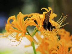 Butterfly Lycoris Spider Lilies Bulbs Radiata Hurricane Lily Cluster Amayllis Growing Bonsai Roots Rhizomes Corms Tubers Potted Planting Reblooming Fragrant Garden Species Blooms Flower Seeds Plant Gardening
