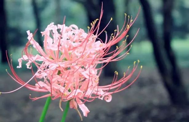 hurricane spider lily Beautiful Pink Lycoris Spider Lilies Bulbs Radiata Hurricane Lily Cluster Amayllis Growing Bonsai Roots Rhizomes Corms Tubers Potted Planting Reblooming Fragrant Garden Species Blooms Flower Seeds Plant Gardening