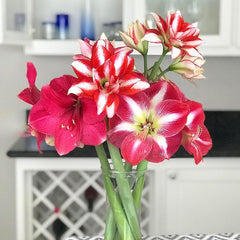 Magic Medley Mix Amaryllis Hippeastrum Blooms Species Growing Bonsai Bulbs Roots Rhizomes Corms Tubers Potted Planting Reblooming Fragrant Garden Flower Seeds Plant  Size 12-16cm