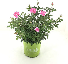 Double Pink Rose Seedlings Flower Seeds Perennial Growing Bonsai Corms Tubers Potted Planting Reblooming Fragrant Garden Roots Rhizomes Species Blooms Plant Bulbs Gardening Tree