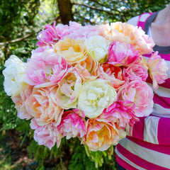 Apricot Cobbler Tulip Mixture Bulbs Blooms Species Growing Bonsai Roots Rhizomes Corms Tubers Potted Planting Reblooming Fragrant Garden Flower Seeds Plant - Seedsplant