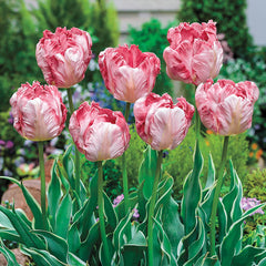 Silver Parrot Tulip  Tulip Bulbs Blooms Species Growing Bonsai Roots Rhizomes Corms Tubers Potted Planting Reblooming Fragrant Garden Flower Seeds Plant - Seedsplant