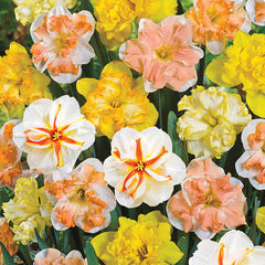 Butterfly Daffodil Mixture Narcissus Bulbs Blooms Species Growing Bonsai Roots Rhizomes Corms Tubers Potted Planting Reblooming Fragrant Garden Flower Seeds Plant