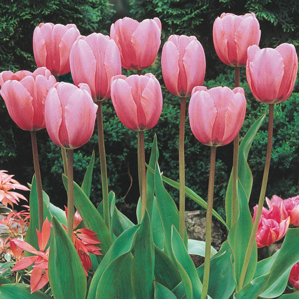 Guinevere Jumbo Perennial Tulip Bulbs Blooms Species Growing Bonsai Roots Rhizomes Corms Tubers Potted Planting Reblooming Fragrant Garden Flower Seeds Plant