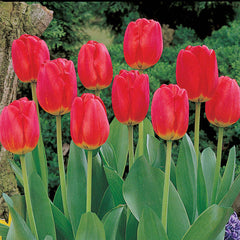 Red Matador Jumbo Perennial Tulip Bulbs Blooms Species Growing Bonsai Roots Rhizomes Corms Tubers Potted Planting Reblooming Fragrant Garden Flower Seeds Plant