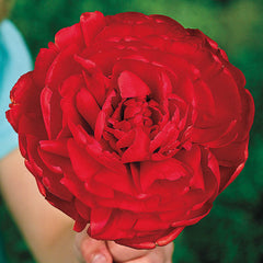 Scarlet Majesty™ Tulip Bulbs Blooms Species Growing Bonsai Roots Rhizomes Corms Tubers Potted Planting Reblooming Fragrant Garden Flower Seeds Plant - Seedsplant
