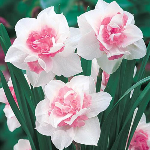 Replete Daffodil Mixture Narcissus Bulbs Blooms Species Growing Bonsai Roots Rhizomes Corms Tubers Potted Planting Reblooming Fragrant Garden Flower Seeds Plant