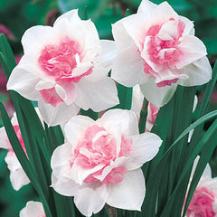 Replete Daffodil Mixture Narcissus Bulbs Blooms Species Growing Bonsai Roots Rhizomes Corms Tubers Potted Planting Reblooming Fragrant Garden Flower Seeds Plant - Seedsplant