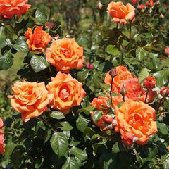 Papaya Rose Seedlings Flower Seeds Perennial Growing Bonsai Corms Tubers Potted Planting Reblooming Fragrant Garden Roots Rhizomes Species Blooms Plant Bulbs Gardening Tree