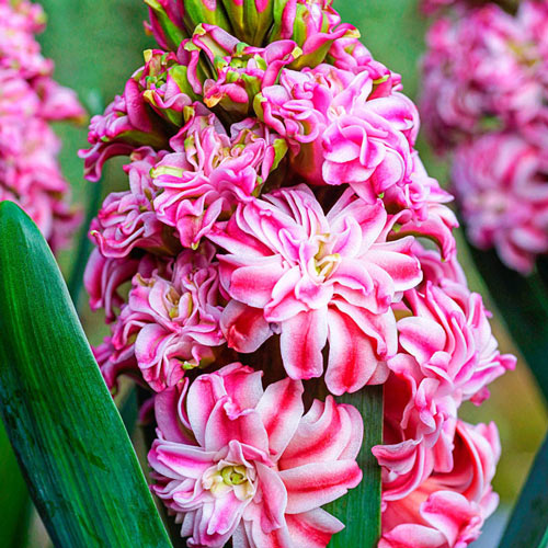 Eros Hyacinth Bulbs Blooms Species Growing Bonsai Roots Rhizomes Corms Tubers Potted Planting Reblooming Fragrant Garden Flower Seeds Plant Gardening